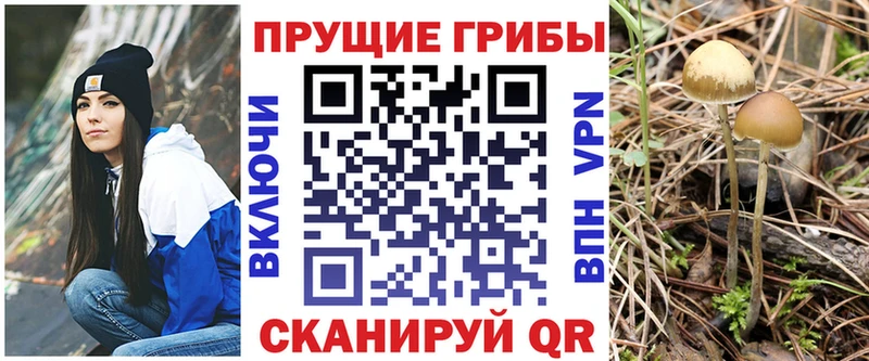 Купить закладки  Княгинино  Галлюциногенные грибы Psilocybe 